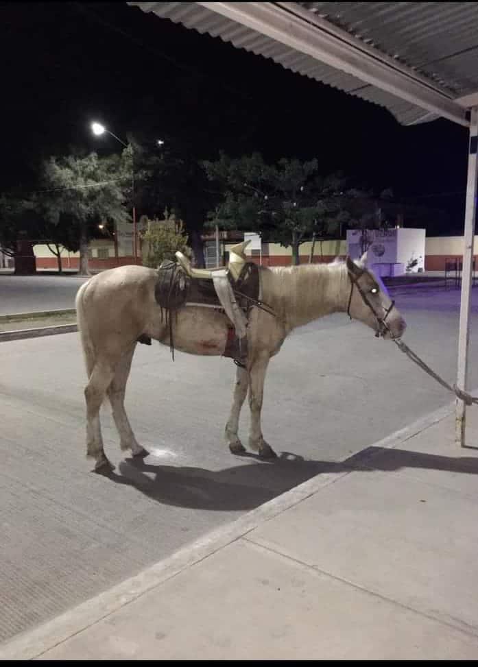 Dejaron equino  Abandonado