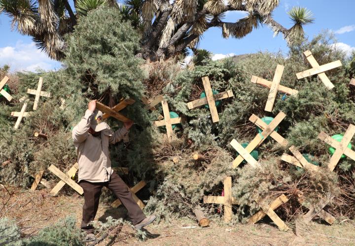 Convertirá Semarnath 300 árboles navideños en composta