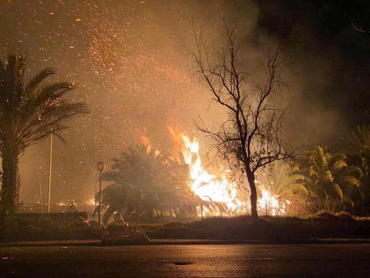 Intensa movilización al incendiarse palmera