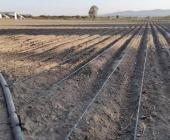 Decayó producción agrícola por sequía