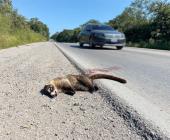 Carreteras "un riesgo" para la fauna silvestre