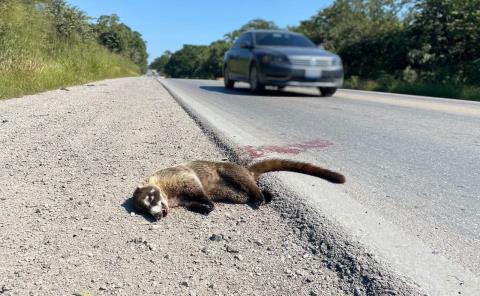 Carreteras "un riesgo" para la fauna silvestre