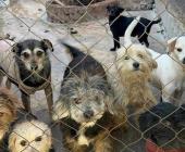 Refugios de perros están en gran crisis 
