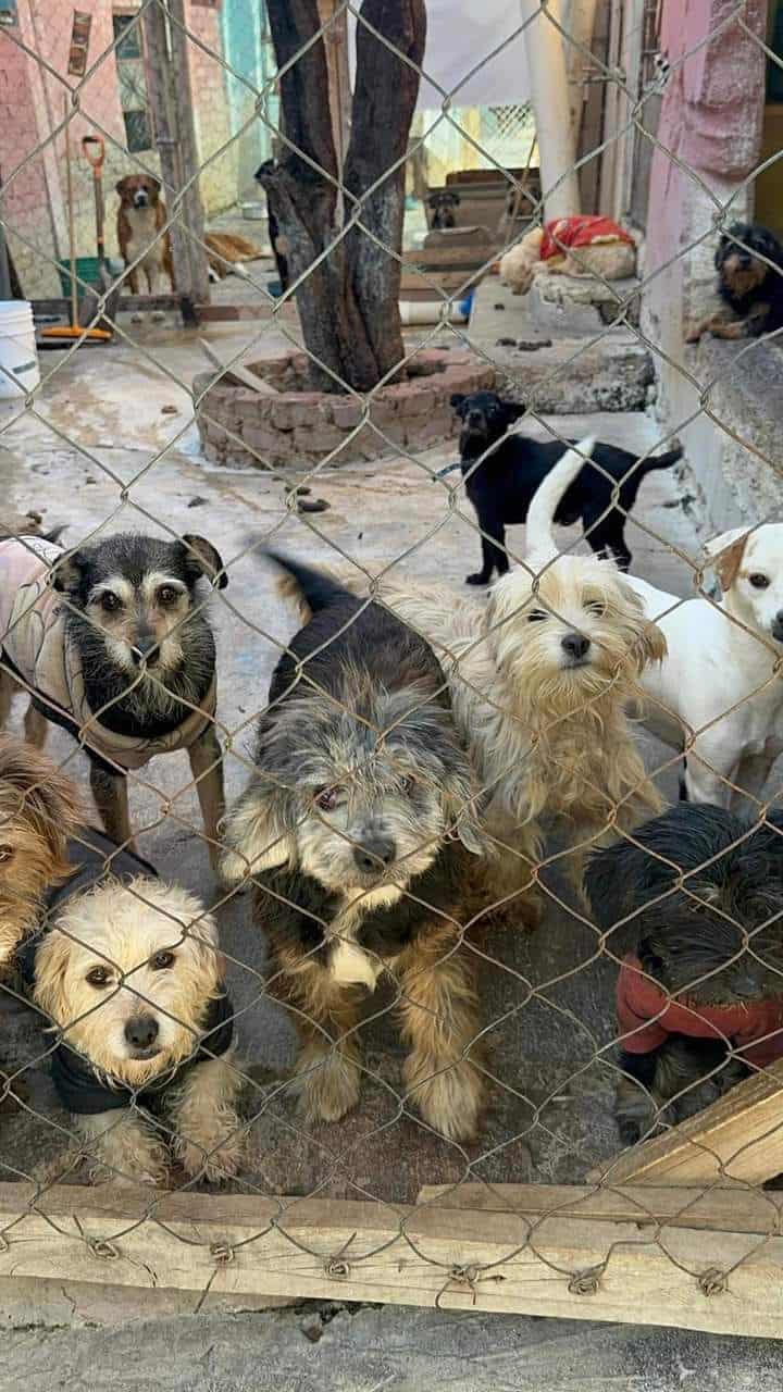 Refugios de perros están en gran crisis 