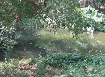 Aves se envenenan en río contaminado