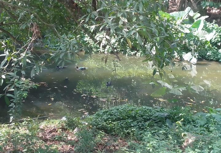 Aves se envenenan en río contaminado