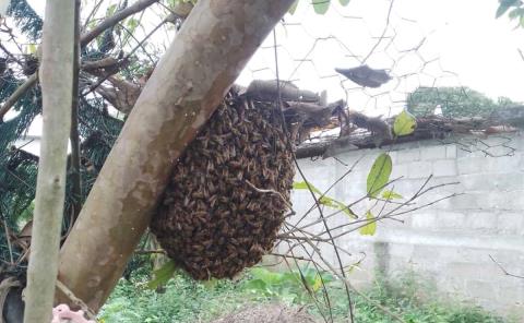 Enjambre de abejas atemorizó a familias