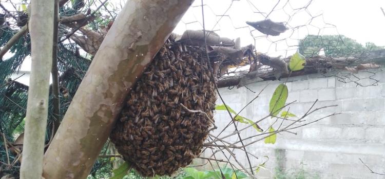 Enjambre de abejas atemorizó a familias