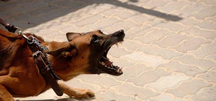 Aumentan ataques de perros bravos