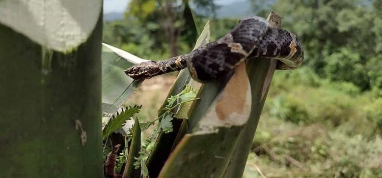 Detectan una serpiente de las más venenosas