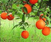 Naranja huasteca se va a Europa