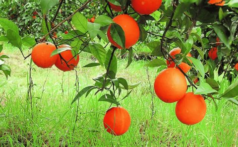 Naranja huasteca se va a Europa