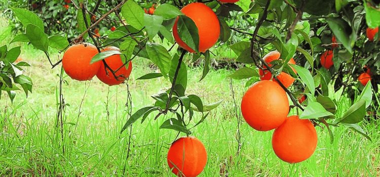 Naranja huasteca se va a Europa
