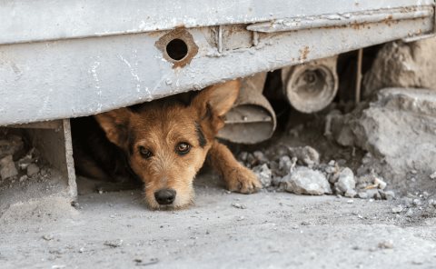 20 denuncias por maltrato