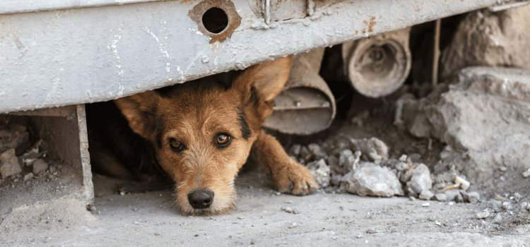 20 denuncias por maltrato