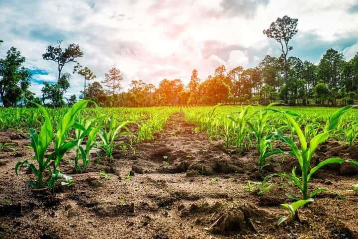 Urge atender en SLP desafíos en el campo