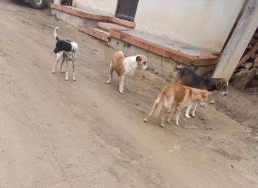 Sin control vagancia de perros en Huitzitzilingo