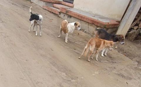 Sin control vagancia de perros en Huitzitzilingo
