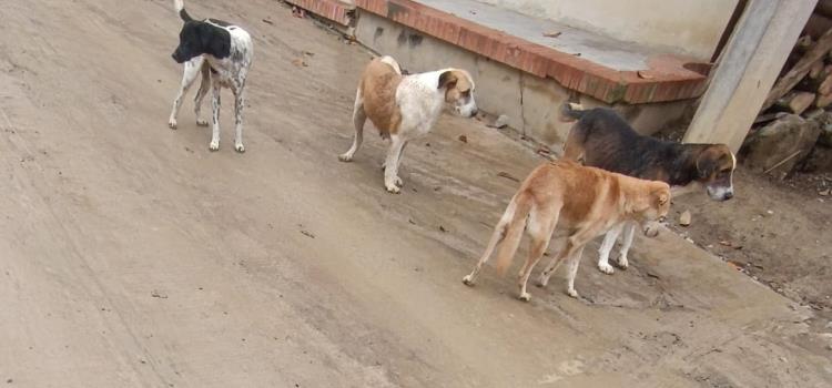 Sin control vagancia de perros en Huitzitzilingo