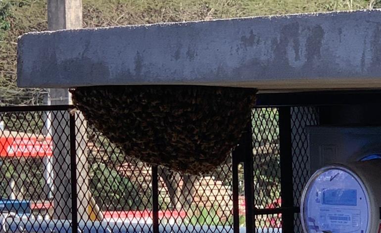 Causó enjambre de abejas alarma en negocio