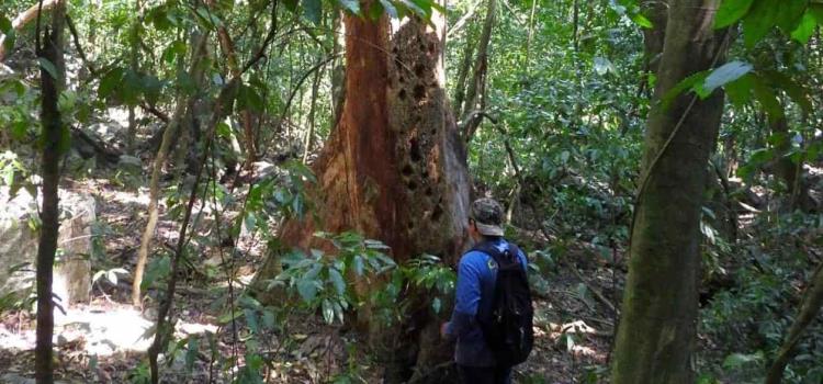 Daños a bosques escasean el agua