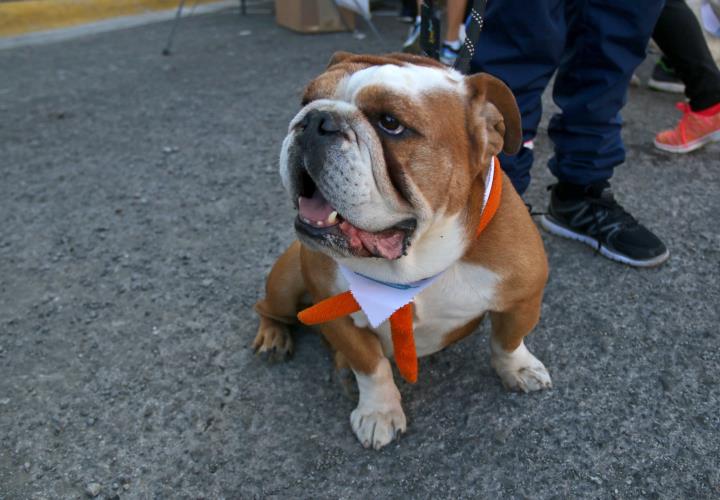 Previene contagios por rickettsiosis en Hidalgo