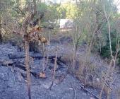 Incendio arrasó cuatro hectáreas   