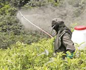 Quedará prohibido utilizar herbicida