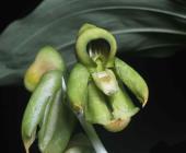 Investigan orquídea para curar diabetes