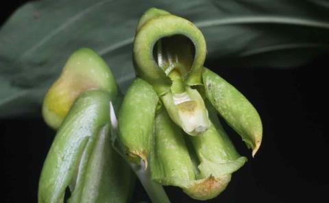 Investigan orquídea para curar diabetes
