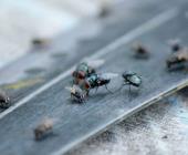 Advierten sobre plaga de moscas