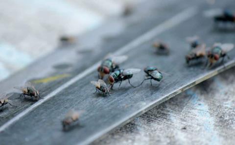 Advierten sobre plaga de moscas