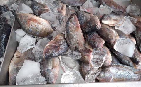 Sube 2% precio de pescado y mariscos en Semana Santa