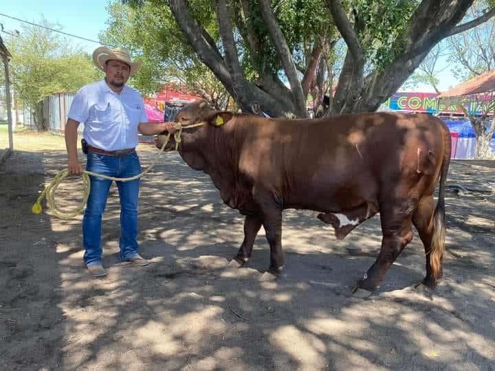 Mejoraron genética en el ganado en RV