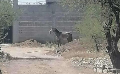 Reportaron otro caballo suelto