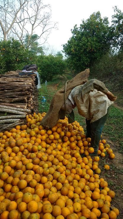 Temporada de naranja está por terminar