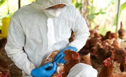 Retorna riesgo de gripe aviar