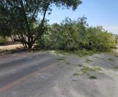 Árbol derribado en  Carretera Federal 69