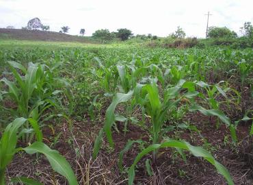 Agricultores locales no producirán maíz 
