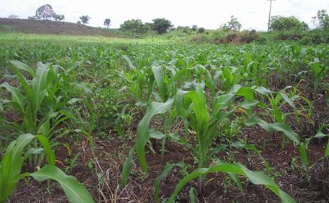 Agricultores locales no producirán maíz 
