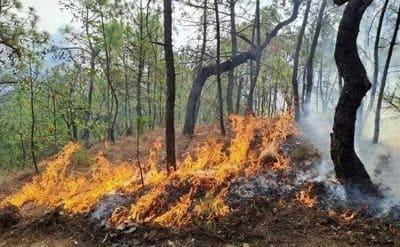 Invitan a la prevención de incendios forestales 
