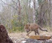 Captan ´majestuoso´ jaguar en Tanchipa