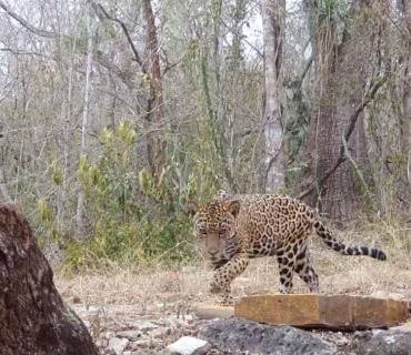 Captan ´majestuoso´ jaguar en Tanchipa