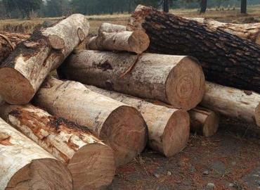 Venden madera sin permisos 