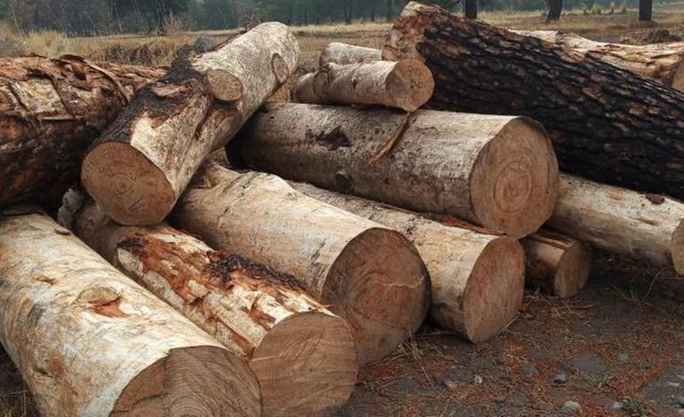 Venden madera sin permisos 