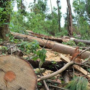 Aumentó un 80% la deforestación