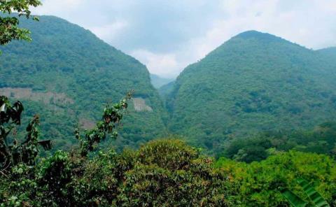 ´Potreros´ acaban con los bosques de niebla
