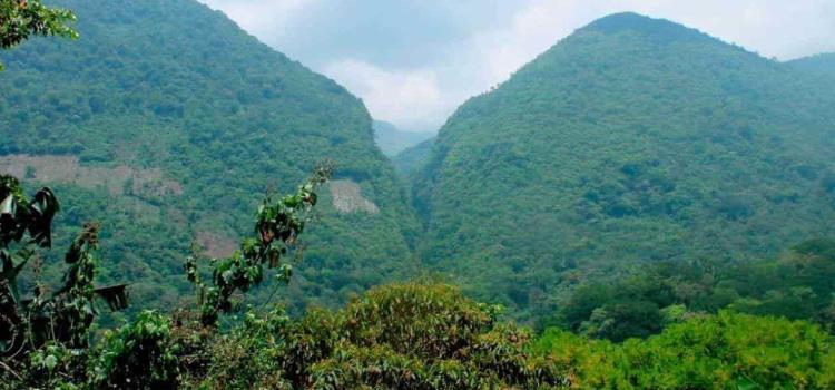 ´Potreros´ acaban con los bosques de niebla