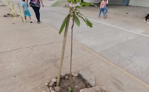 Permanece reforestación del bulevar a la UDETA