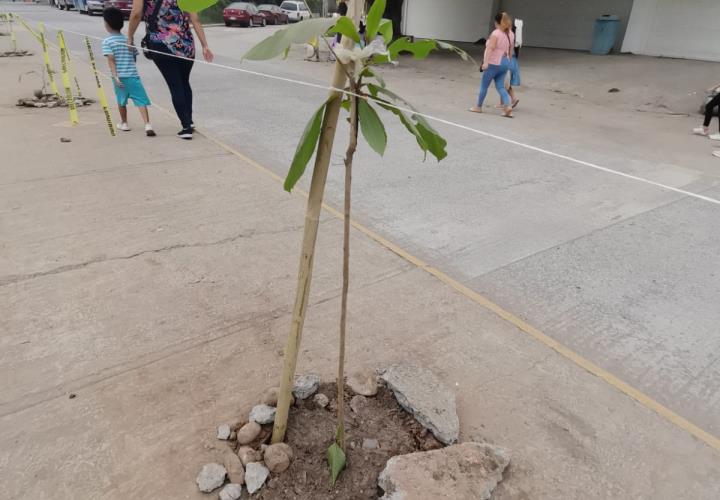 Permanece reforestación del bulevar a la UDETA